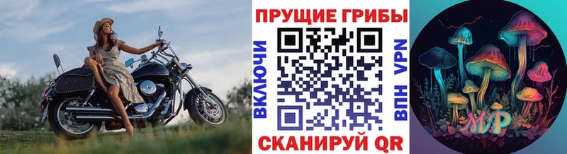 где купить наркотик  Боровичи  Псилоцибиновые грибы мицелий 